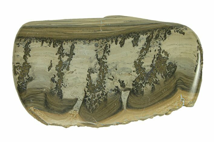 Triassic Aged Stromatolite Fossil - England #285822